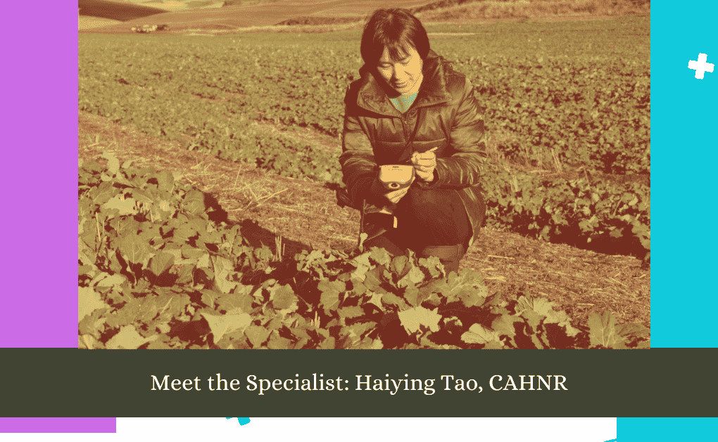 Meet the Specialist Haiying Tao, CAHNR updates 2024