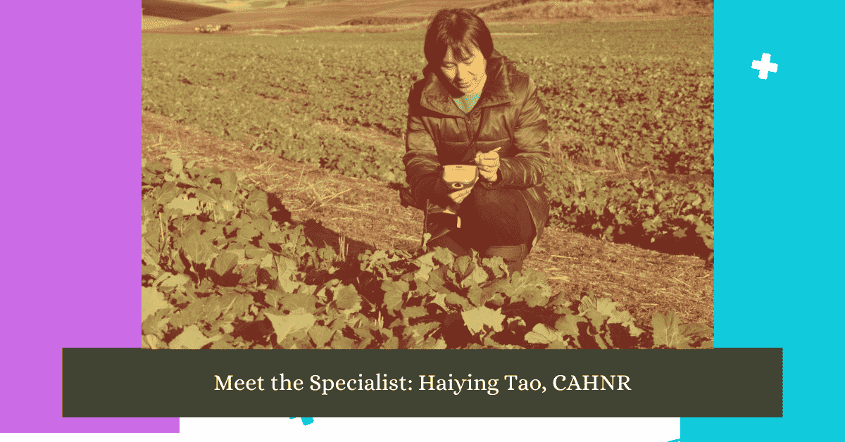 Meet the Specialist Haiying Tao, CAHNR updates 2024